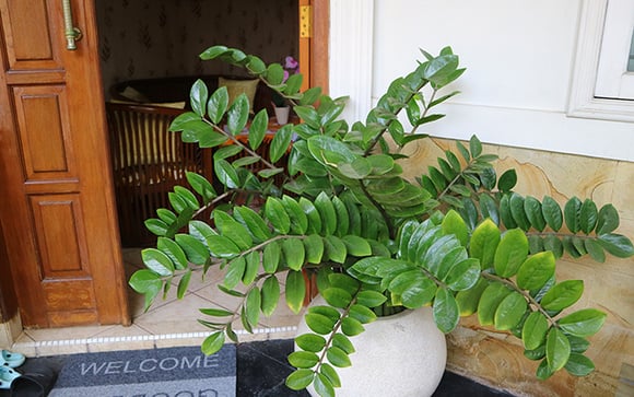 Zamioculcas: como cuidar, plantar, tirar muda, regar do jeito certo e os principais problemas que você pode passar