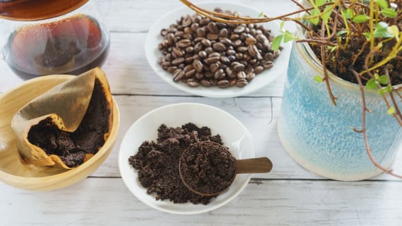 Em vez de ser descartada, a borra de café pode ganhar "vida" nova nos vasos de plantas (Créditos: Shutterstock)