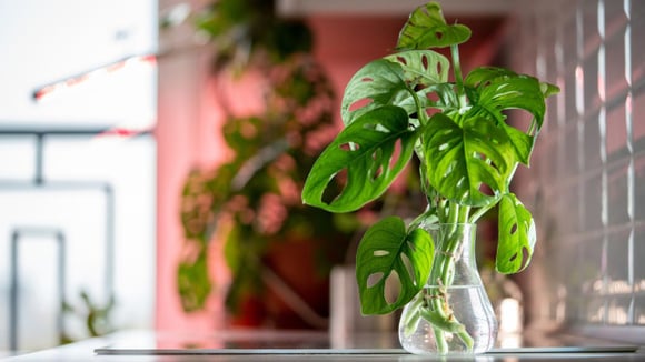 Como cultivar costela-de-Adão em água: os segredos para o cultivo hidropônico em casa!