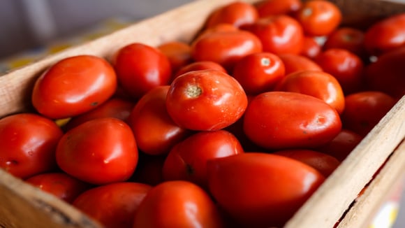 A poda feita no momento certo ajuda a produzir tomates mais bonitos e saborosos. (Foto: Shutterstock)
