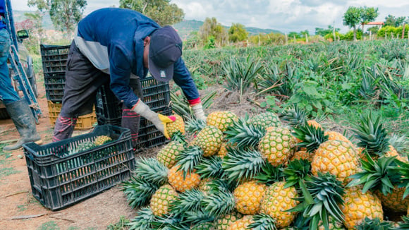 Capital do abacaxi: essa cidade brasileira colhe mais de 9 milhões de frutos todos os anos, movimenta a economia local e atrai pela qualidade de vida