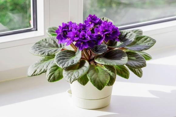 Violeta africana. (créditos: Shutterstock)