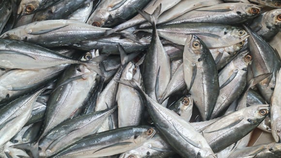 O peixe reúne ômega-3, proteína completa e minerais importantes para o organismo. (Foto: Shutterstock)