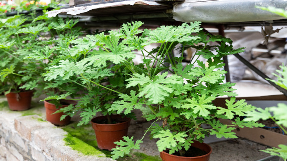 4 plantas para se ter em casa para afastar insetos e melhorar a qualidade de vida