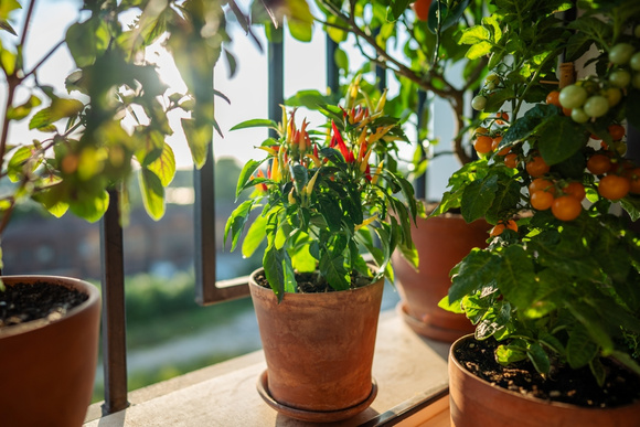 Precisa de mais privacidade na sua varanda? TudoGostoso ensina truques com plantas que vão bloquear a vista e deixar ainda mais bonita
