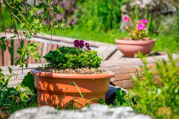 4 formas de proteger seu jardim em uma onda de calor (e o que evitar fazer!)