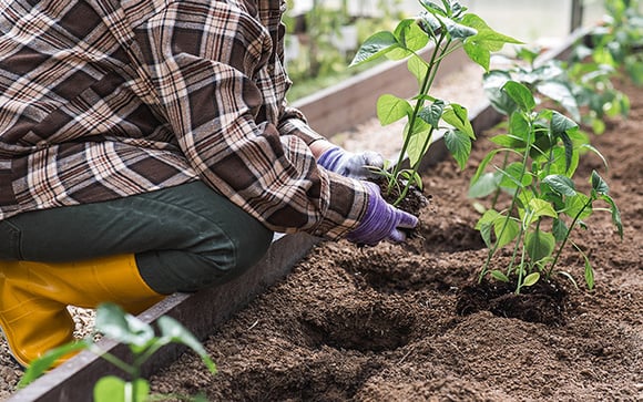 Os 3 vegetais para plantar a partir de 1º de novembro: crescem rápido, precisam de pouco espaço e podem ser colhidos no verão