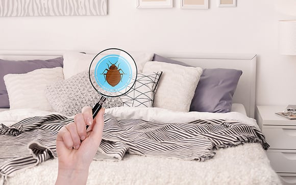 A sua cama é um paraíso pra você, mas também para bactérias, fungos, ácaros e vírus: lave na frequência certa lençóis e travesseiros