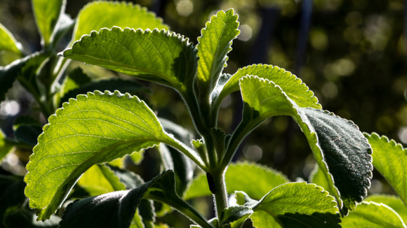A planta amarga de casa de vó que faz bem para a saúde digestiva e é fácil de cultivar