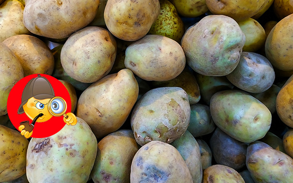 Pode ser perigoso: nunca coma batatas com um cheiro amargo ou com a casca esverdeada