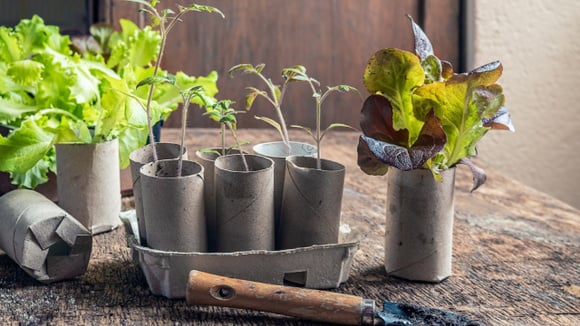 Use os rolinhos de papel para o cultivo de mudas em casa (Créditos: Shutterstock)