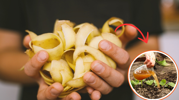 Com essa parte da batata você faz um adubo para usar em qualquer planta da sua casa