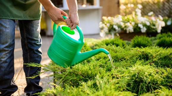 Jardineiros experientes concordam: "Regar as plantas às três da tarde é como jogar um balde de água fervente sobre elas