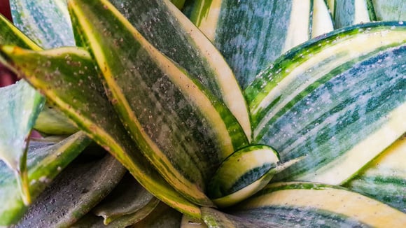 As folhas da espada-de-São-Jorge acumulam poeira e outras partículas de sujeira com o tempo, o que rende um aspecto opaco à planta (Créditos: Shutterstock)