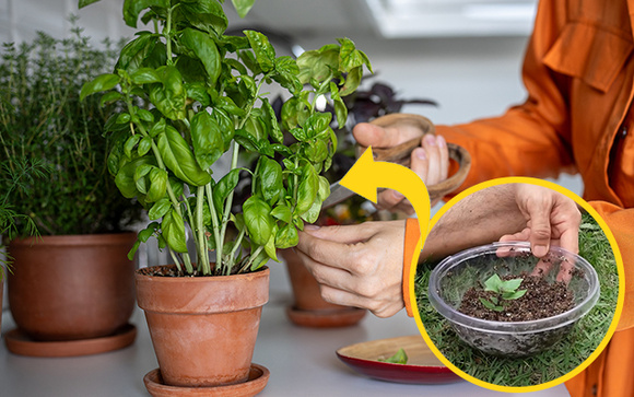 Tenha sempre manjericão fresco e saboroso em casa: aqui estão os segredos para plantar a erva em vaso ou no chão