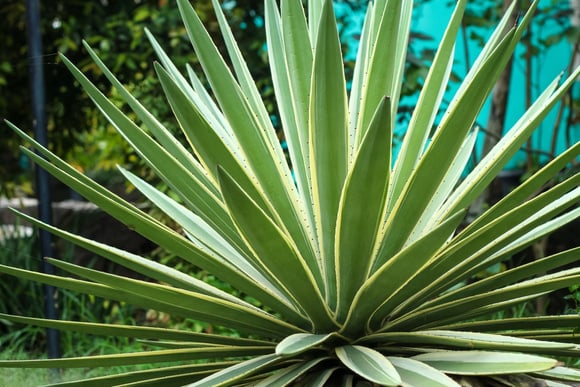 Escorpiões gostam de se esconder entre as folhas da agave americana. (créditos: Shutterstock)