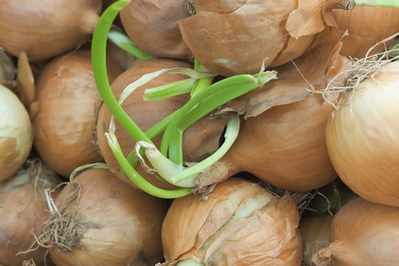 Encontrar um broto verde na cebola não é motivo para desperdiçar o ingrediente.  (créditos: Shutterstock)