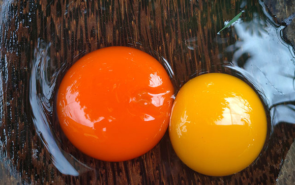 Por que a gema do ovo às vezes é amarela e às vezes laranja? Descubra no TudoGostoso!