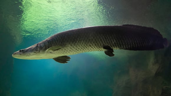 Como a IA está ajudando a salvar milhares de filhotes de peixe pirarucu em viveiros no Brasil