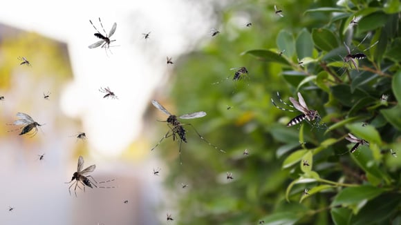 Os mosquitos fogem dessa planta como loucos, ela é um sucesso entre os jardineiros: salva as noites de verão na varanda, todo mundo deveria ter uma