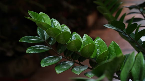 Essas 5 plantas deixam a entrada da casa mais bonita e, segundo a tradição, atraem prosperidade: o TudoGostoso explica