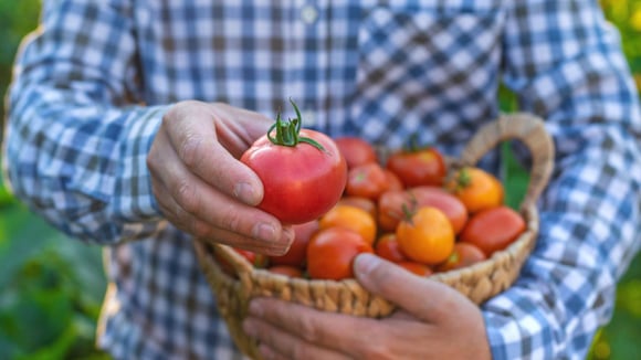 As variedades atuais de tomate priorizam durabilidade e visual "perfeito", mas trazem menos sabor (Créditos: Shutterstock)