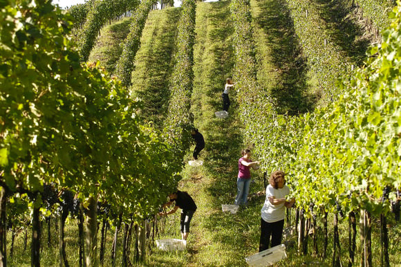 Visitar vinícolas para a colheita das uvas e degustação dos vinhos é principal atrativo de Bento Gonçalves (Créditos: Divulgação APROVALE/Gilmar Gomes)
