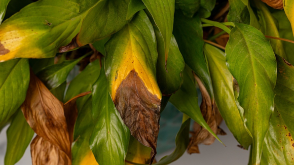 “O problema não é a rega!”: especialista em jardinagem revela o verdadeiro culpado pelas pontas das folhas marrons