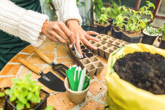 Plante hoje para colher no verão: 7 sementes de crescimento rápido e perfeitas para o clima atual, segundo o Instituto Nacional de Tecnologia Agropecuária