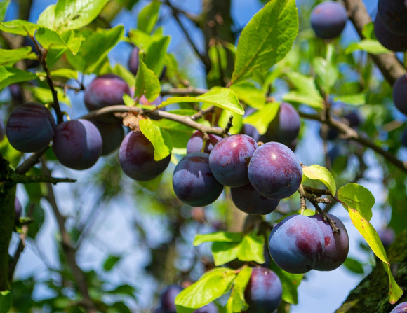 Conheça os benefícios da ameixa para a saúde e como incluir a fruta no seu cardápio de Natal