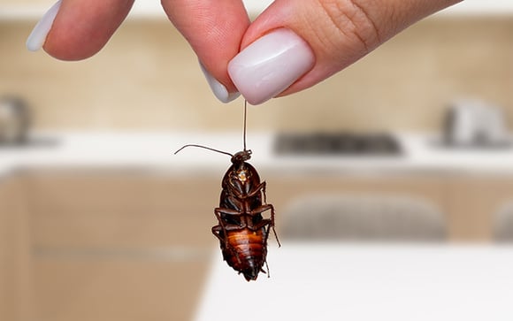 Nunca mais comprei inseticida para matar baratas desde que aprendi a me livrar delas com uma única planta!