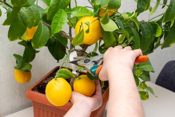 Adeus limão com agrotóxico: com quantos anos você descobriu que dá para plantar um limoeiro em apartamento?