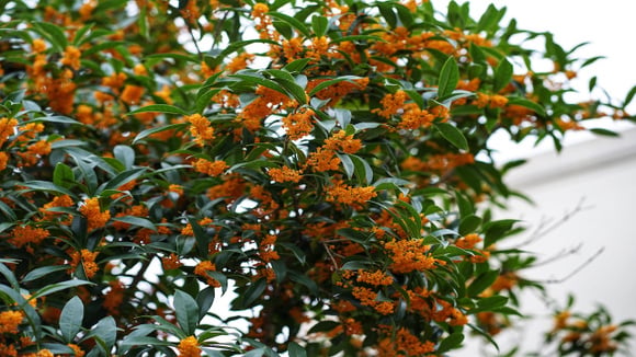Adeus aromatizador: a árvore mais perfumada do mundo pode perfumar sua casa inteira e o TudoGostoso te ensina a cultivar