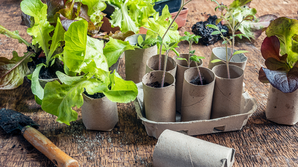 Rolos de papelão podem ser usados no jardim. (Créditos: Shutterstock)