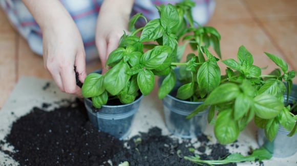 Manjericão é fácil de enraizar: siga esses passos para plantar em vaso e escolha o lugar certo da casa para colocá-lo