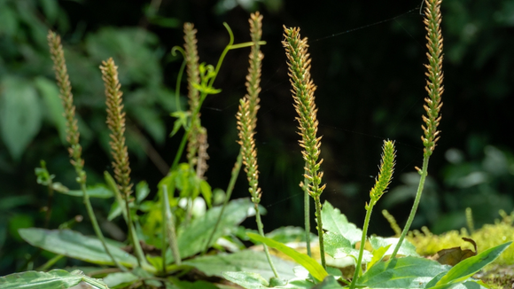 Ignorada por muitos por parecer com erva daninha, mas não para o TudoGostoso: essa planta possui benefícios para e respiração e cicatrização