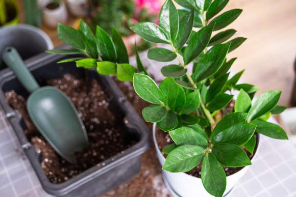 ZAMIOCULCA: aprenda como cuidar dessa planta espetacular de folhagem brilhante com dicas que aprendi com uma jardineira