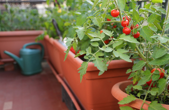 Como plantar tomate-cereja em vaso: confira 6 passos para cultivar o vegetal em casa e colher os frutos o ano inteiro
