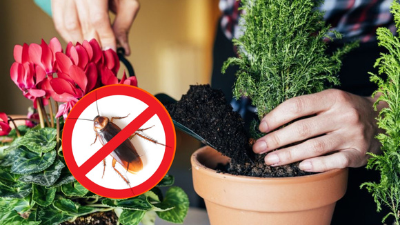Se você NÃO quiser baratas, compre esses tipos de plantas