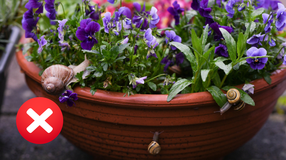 Adeus caramujos nas plantas: corte esse ingrediente ao meio e coloque-o no centro do jardim