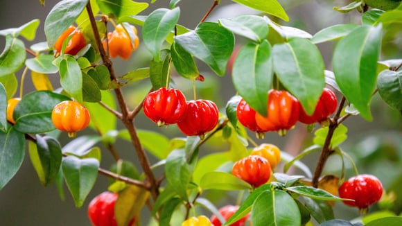 Se você tem essa fruta em casa, saiba que ela pode contribuir em diversos aspectos da sua saúde (Créditos: Shutterstock)