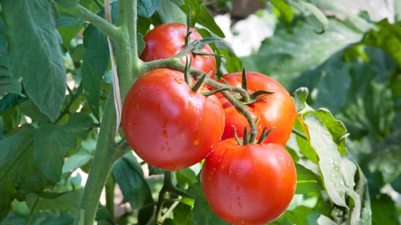 Tomates mais doces com bicarbonato de sódio: entenda por que isso acontece (Créditos: Canva)