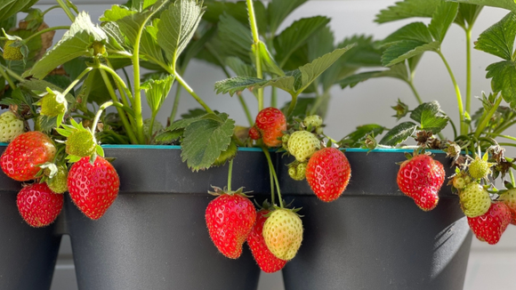 Adeus açúcar alto: a fruta que pode ser plantada no seu apartamento e ajuda a baixar a glicemia