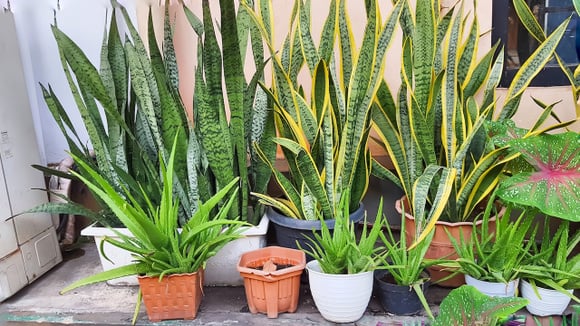 Espada-de-São-Jorge: 5 lugares que parecem bons, mas são péssimos para a planta