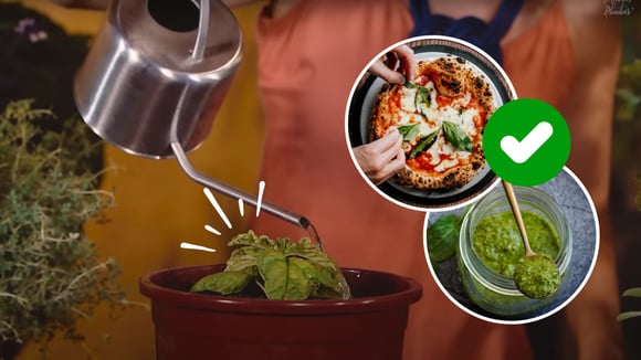 Aprendi como plantar manjericão em vaso e agora faço pizza margherita e massa ao pesto toda semana: aqui está o passo a passo para cultivar a erva em casa