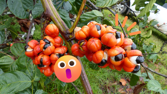 Guaraná muito além da energia: cientistas brasileiros veem na planta benefícios para a nossa saúde mental
