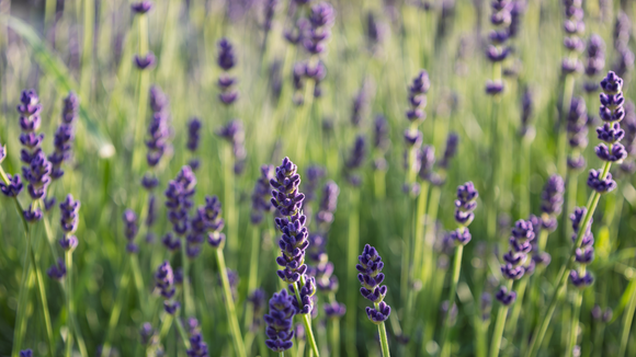 A planta que todo mundo quer porque suas flores de aroma inconfundível repelem pragas e são adoradas por borboletas 365 dias por ano
