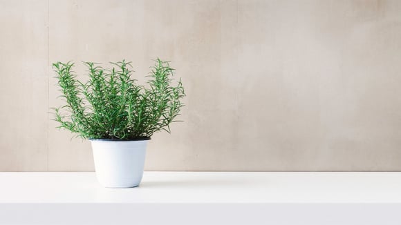 Tempero versátil é um dos mais fáceis de plantar em casa: é resistente a quase tudo, mas não deve ser colocado ao lado desta outra planta