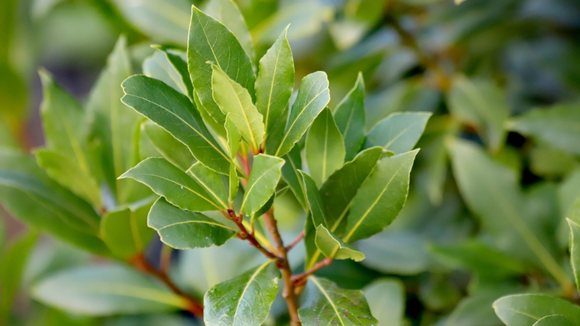 Para aproveitar melhor de todos os benefícios da folha de louro, aprenda a como plantar esse tempero durante o ano inteiro
