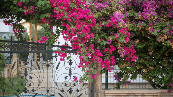 Para crescer bem e florescer bastante, a primavera precisa de bastante luz solar durante o dia (Créditos: betül nur akyürek/Pexels)